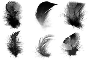 Obraz premium Beautiful collection black feather isolated on white background