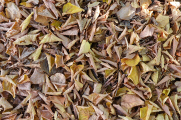 Red and orange autumn leaves background. Outdoor. Colorful backround image of fallen autumn leaves perfect for seasonal use. Space for text