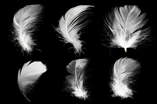Beautiful collection white feather floating in air isolated on black background