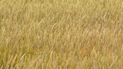 field of wheat