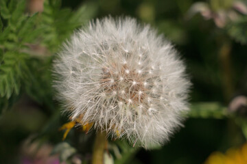 Round fluffy Dandelion seed head (Taraxacum officinale), blowball or clock, close-up, on a natural green background