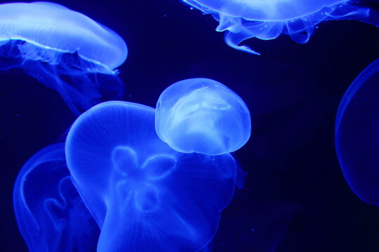 jelly fish in blue aquarium