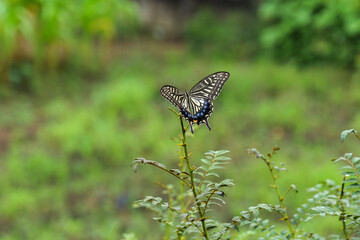 A lone swallowtail butterfly perched on a flower in a field