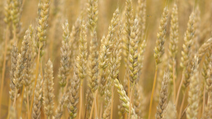 Fototapeta premium golden wheat field