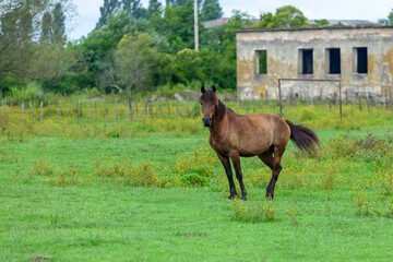 Brown Horse on the green Field, animals