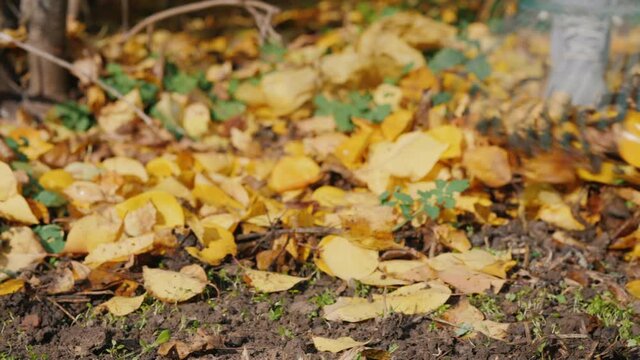 Rake raking fallen leaves in the garden