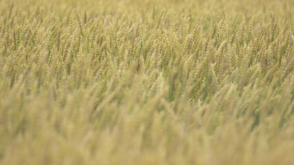 golden wheat field