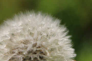 Close-up of a fluffy Dandelion seed head (Taraxacum officinale) also called blowball or clock, with dewdrops, macro on a green background