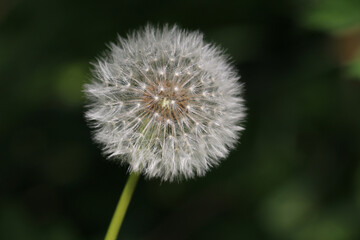 Round fluffy Dandelion seed head (Taraxacum officinale), blowball or clock, close-up, on a natural green background 