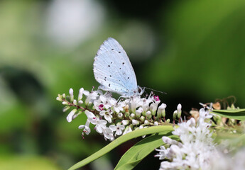 Holly Blue Butterfly