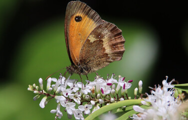 Gatekeeper butterfly