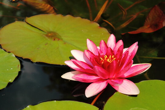 Lotus water lily with swimming leaf in water