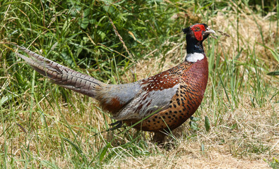 landscapes of French brittany