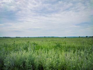 Fototapeta premium A beautiful bright green field and a beautiful landscape.