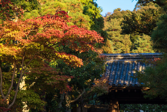 Beautiful nature colourful maple leaves with Japanese traditional roof at  in autumn season in Kyoto Japan.