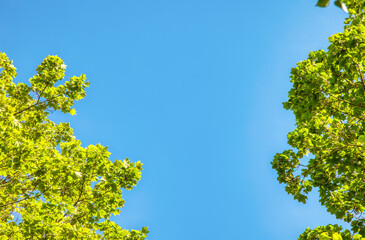 Oak branches against a bright blue sky. Green oak leaves on a Sunny summer day.