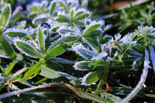 Frost Covered Plants