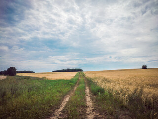 Fototapeta na wymiar Golden barley field near the road on a sunny day in Russia.