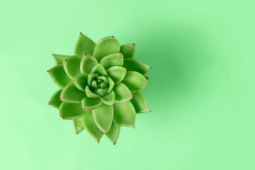 Green plant cactus succulent on a light green background. Flatlay. Top view.