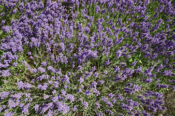 Obraz premium Purple lavender flower