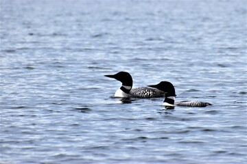 swimming loon