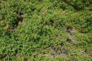 Green moss plant texture