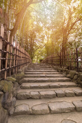 Beautiful nature bamboo grove in autumn season in japanese zen garden in Kyoto, Japan.