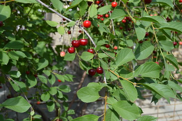 red cherries on a tree