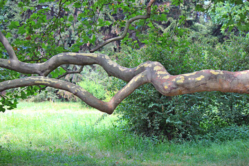 exotic branch of an unusual tree
