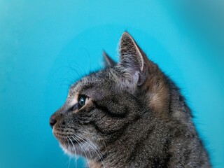 portrait of a cat
