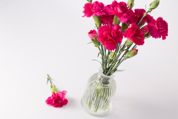 beautiful pink carnation flower isolated on white background.