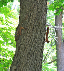 summer squirrel games in city park