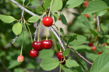 red cherry