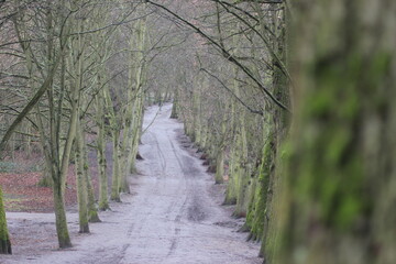 Fototapeta premium mud path with trees