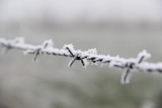 Frozen Barbwire