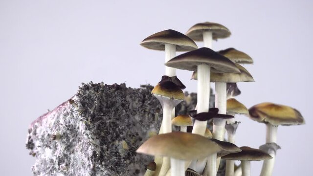 Psilocybe cubensis magic mushrooms. Mushroom Rotation. Sacred mushroom mazatek.