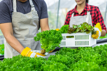 farmer ware agricultural gloves keep vegetable at hydroponic farm and observing growth vegetable...
