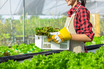 farmer ware agricultural gloves keep vegetable at hydroponic farm and observing growth vegetable...