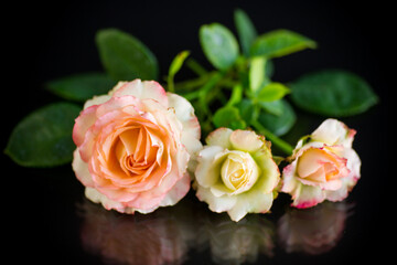 pink beautiful summer roses on black background
