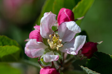 Close up of apple blossom