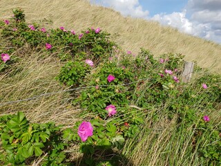 Dünenwanderung an der Nordseeküste