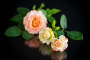 pink beautiful summer roses on black background