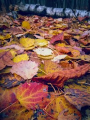colorful autumn leaves in the forest