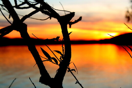 Silhouette Of A Tree At Sunset