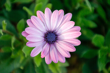 Obraz premium pink cosmos flower in garden