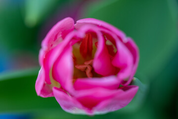 Close up of pink tulip flower from above