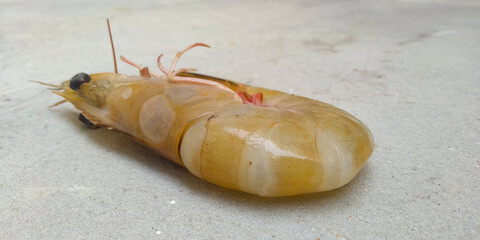 fresh shrimp in the market