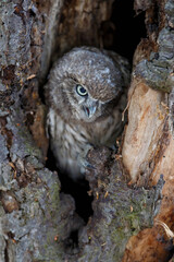 Little Owl (Athene noctua) juvenile hiding in a hole of an oldtree in the Netherlands. 
