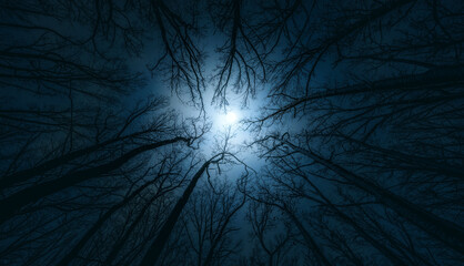 Beautiful night sky, the full Moon and the trees. Night mysterious landscape...