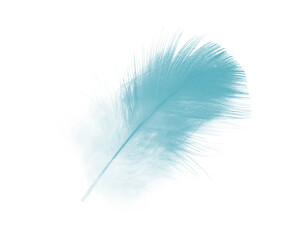 Beautiful  green turquoise colors tone feather isolated on white background